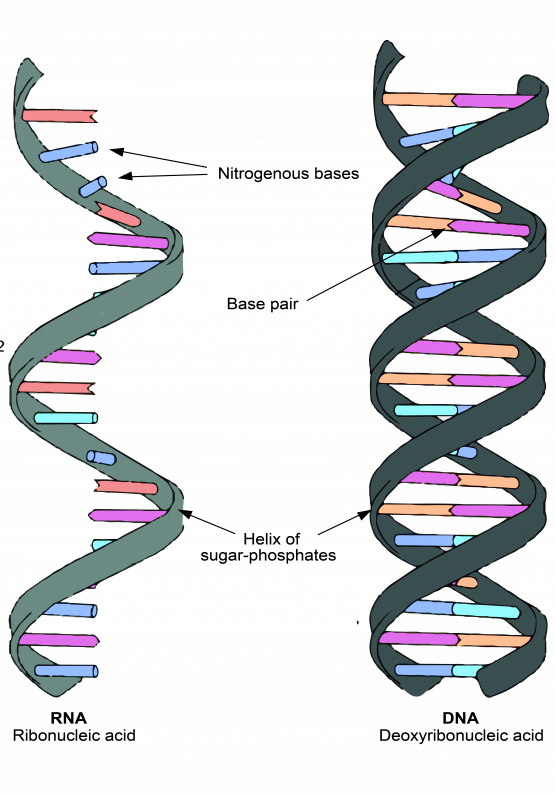 DNA-versus-RNA-strands-01-1024x793
